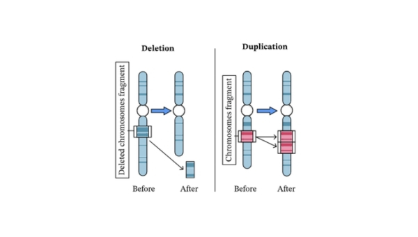 Image_20260911-microdeletion-microduplication